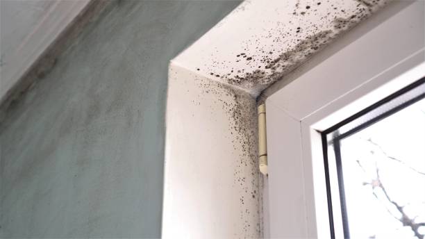 Mold Documentation for Insurance Claims in Gillette, WY